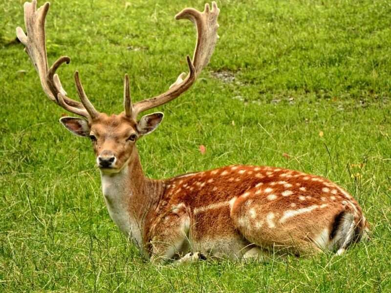 Visa-Sponsored Exotic Animal Keeper Jobs in Australia